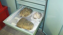 Bolton Museum Egyptology Drawers